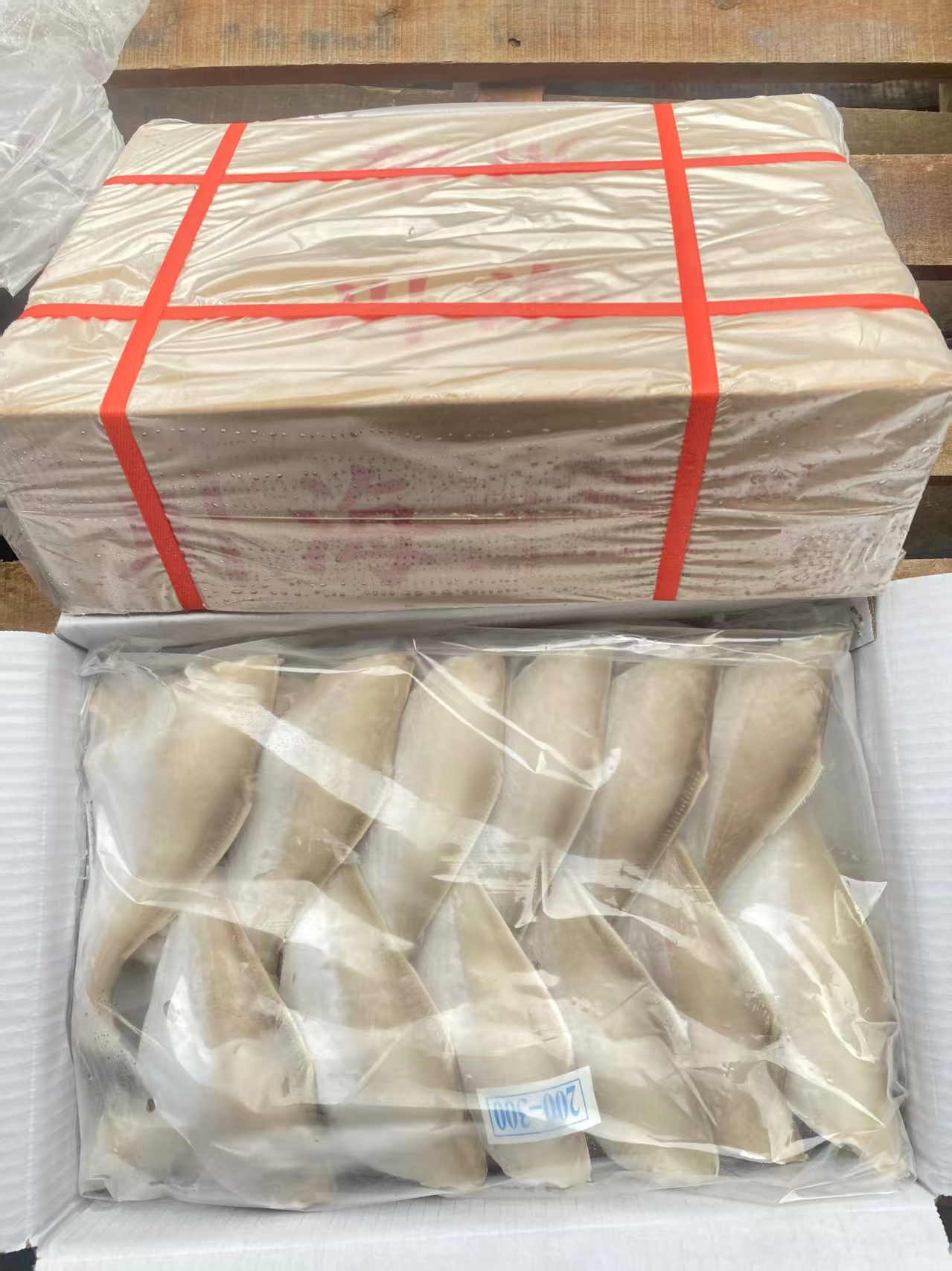 耗儿鱼 200-300 · 实拍